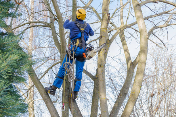 Trusted Key West, FL Tree Services Experts